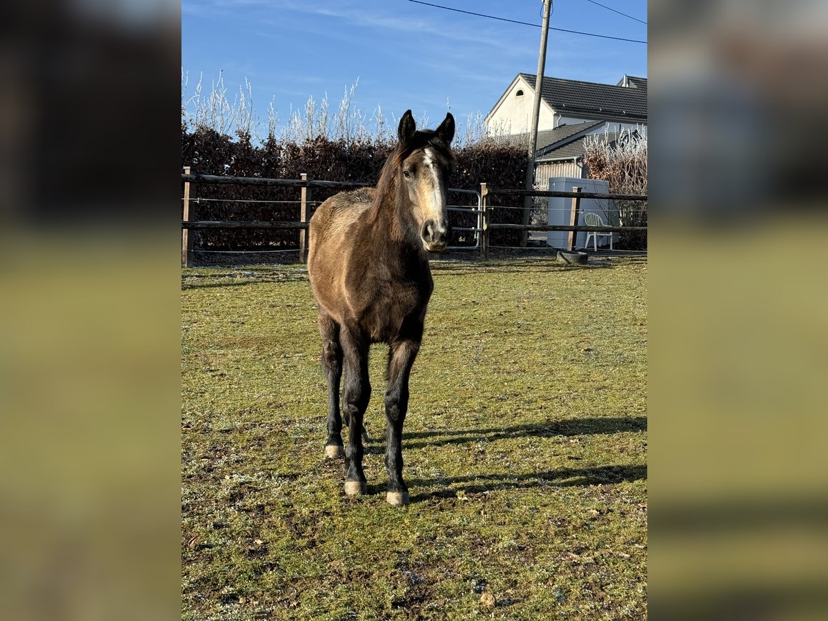 More ponies/small horses Mix Mare 1 year 14,1 hh Buckskin in Daleiden