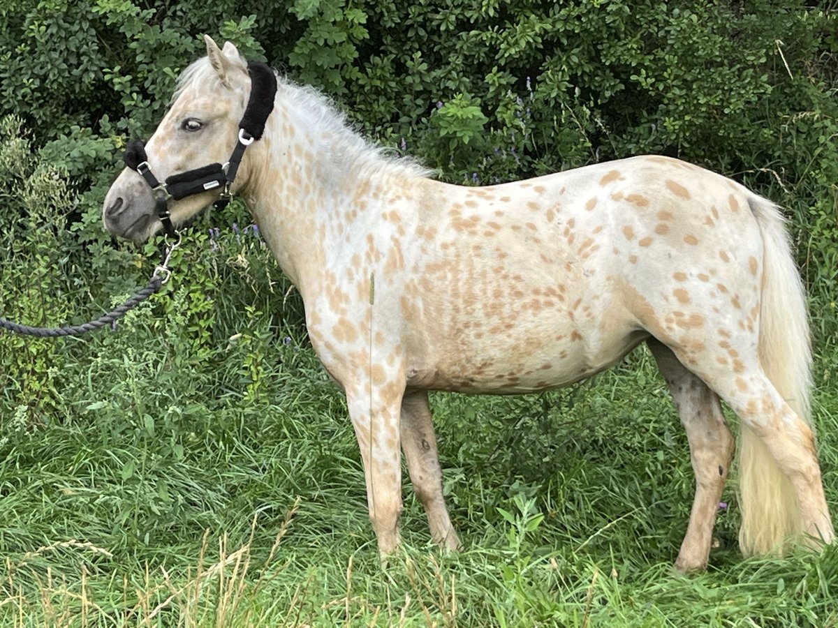 More ponies/small horses Mare 2 years 10,2 hh Leopard-Piebald in Ursensollen