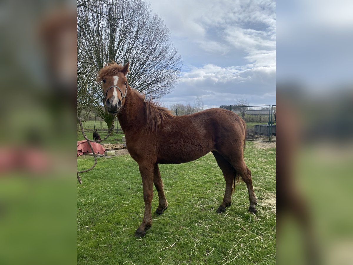 More ponies/small horses Mare 2 years 13,3 hh Chestnut-Red in Weelde