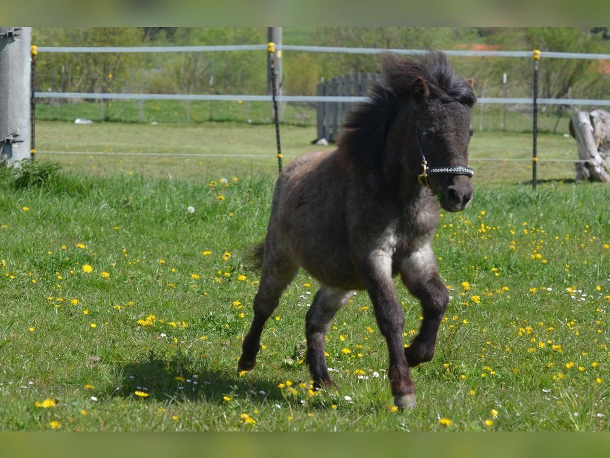 More ponies/small horses Mare 2 years 8,3 hh in Aitrang