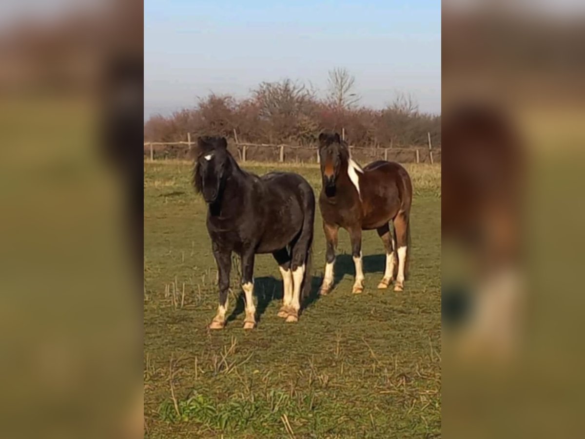 More ponies/small horses Mare 3 years 12,2 hh Pinto in Rechnitz