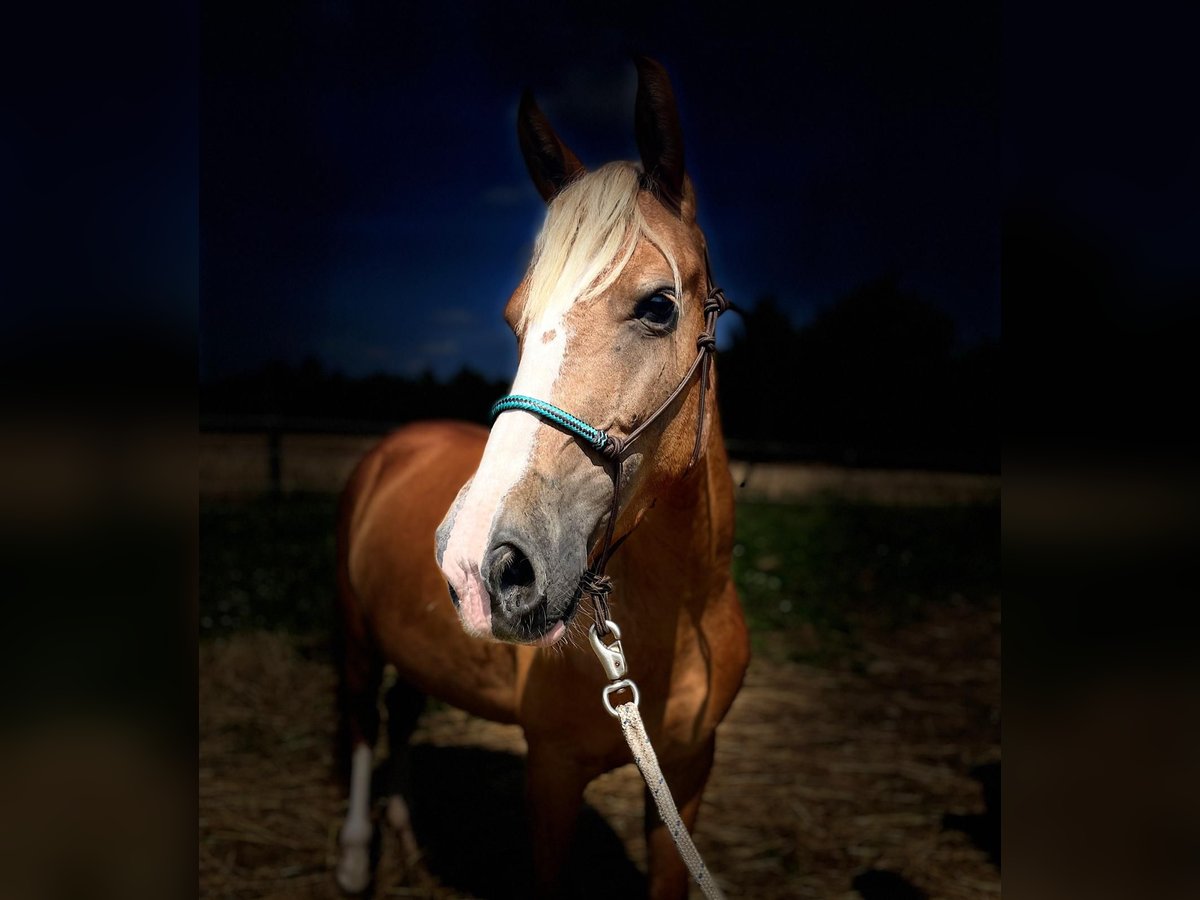 More ponies/small horses Mare 3 years 13,2 hh Chestnut-Red in Rastbach