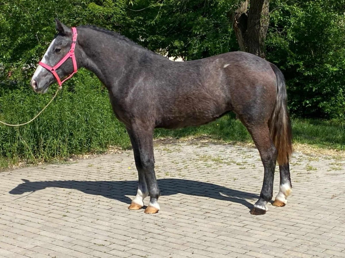 More ponies/small horses Mare 3 years 14,1 hh Brown in Deggendorf