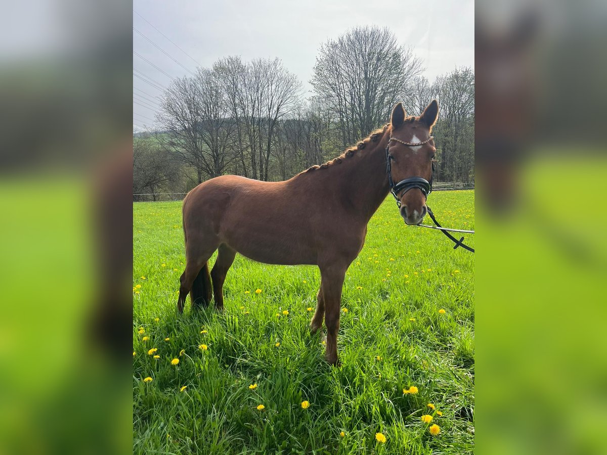 More ponies/small horses Mare 3 years 14 hh Chestnut-Red in Netphen