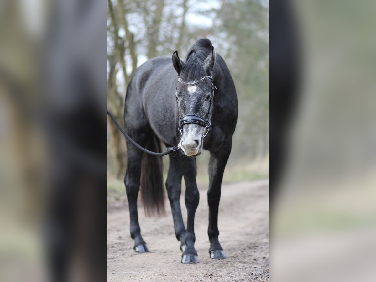 More ponies/small horses Mare 3 years 15 hh Gray in Marklohe