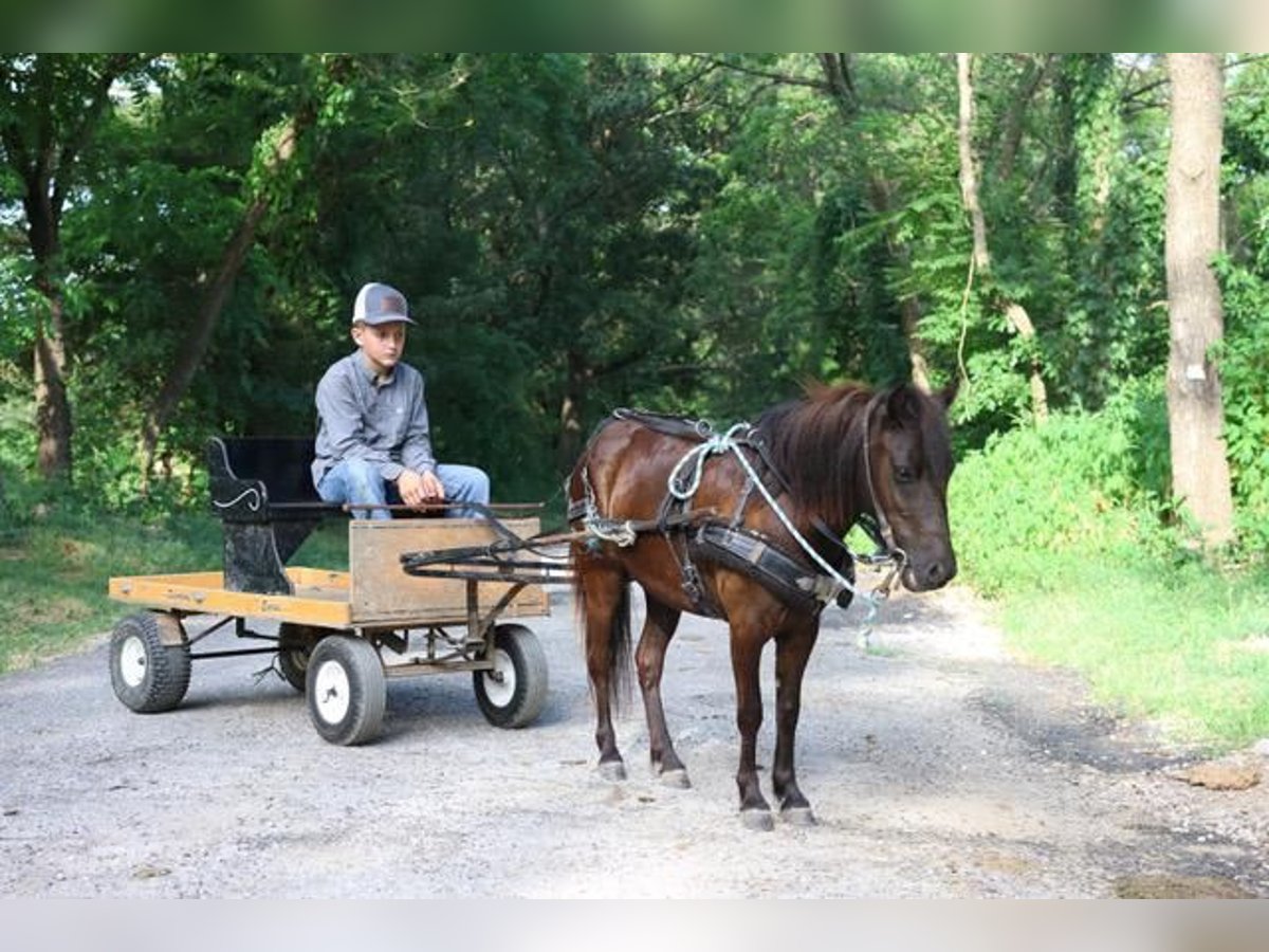 More ponies/small horses Mare 3 years 9 hh Black in Monett