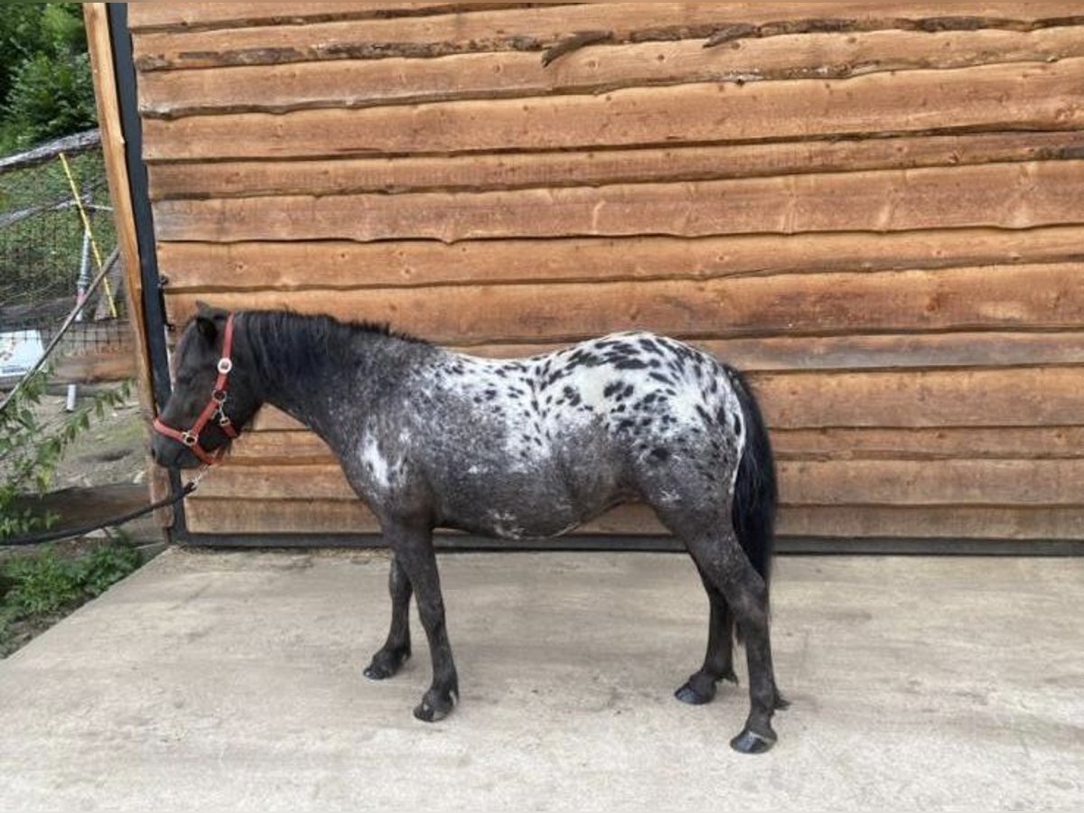 More ponies/small horses Mix Mare 4 years 10,2 hh Leopard-Piebald in Oberwölz