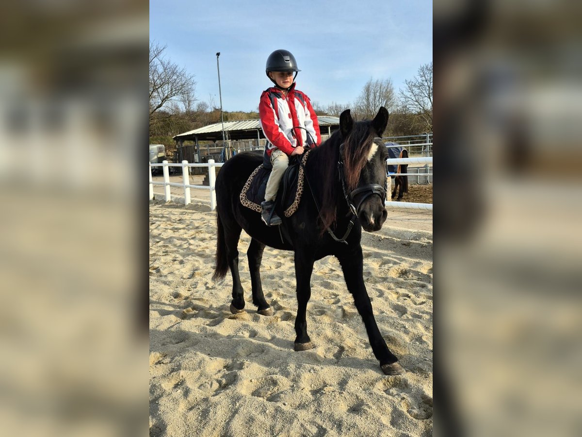 More ponies/small horses Mare 4 years 13,3 hh Black in Strass im strassertal