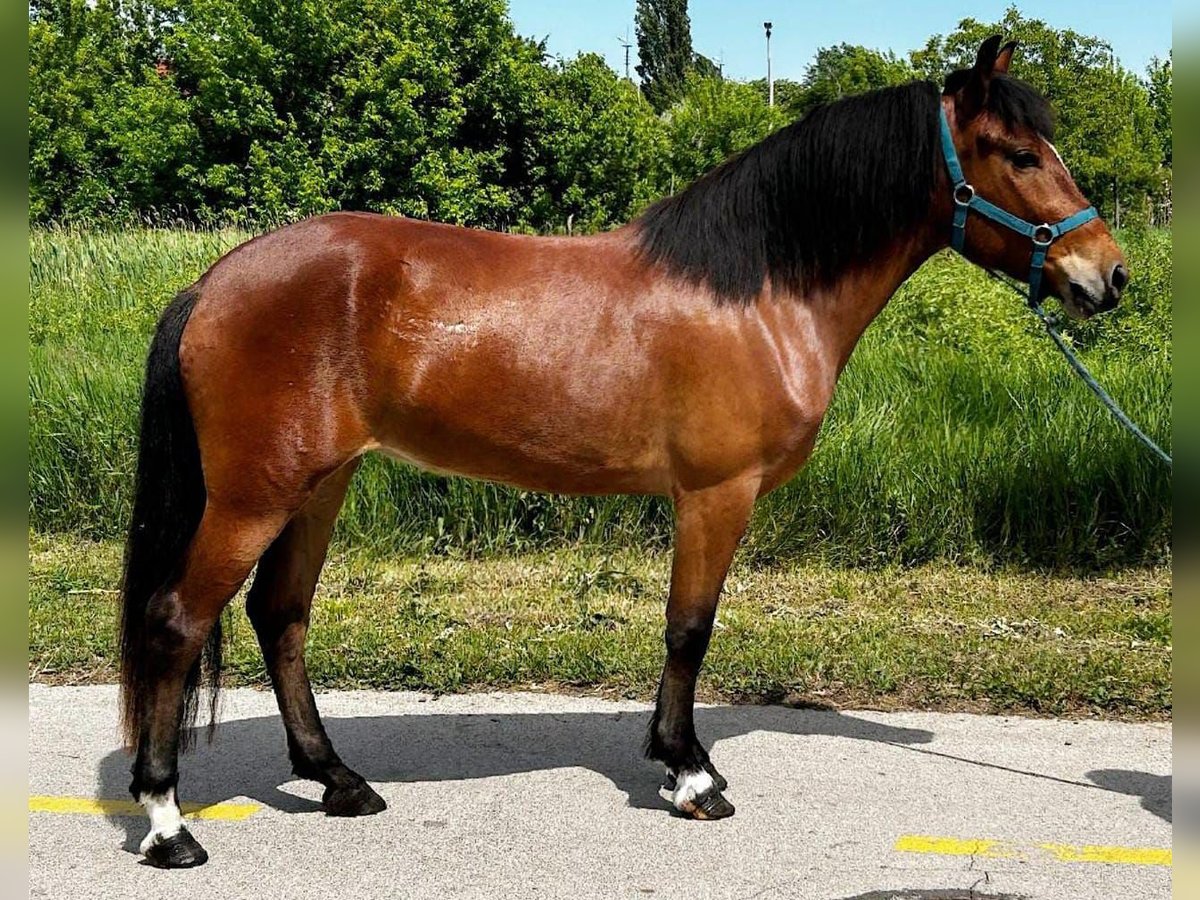 More ponies/small horses Mare 4 years 13,3 hh Brown in Deggendorf