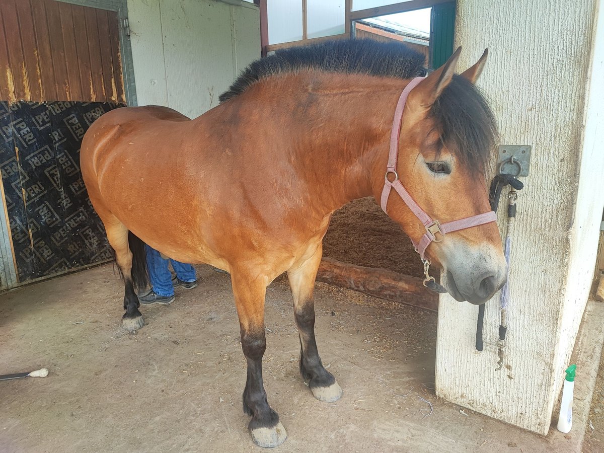 More ponies/small horses Mix Mare 4 years 14,2 hh Bay-Dark in Rot an der Rot