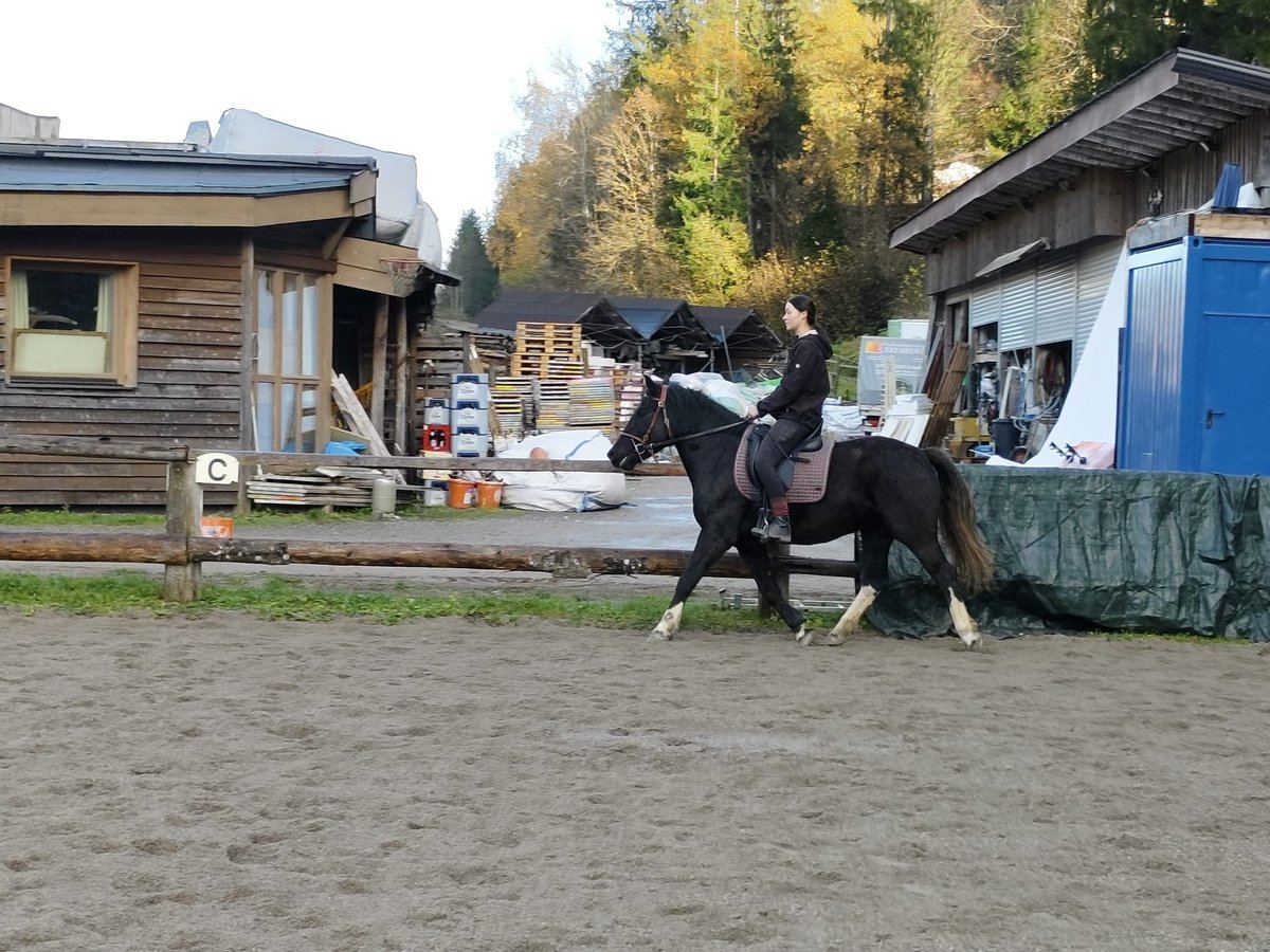 More ponies/small horses Mare 4 years 14,2 hh Black in Scheffau am Wilden Kaiser