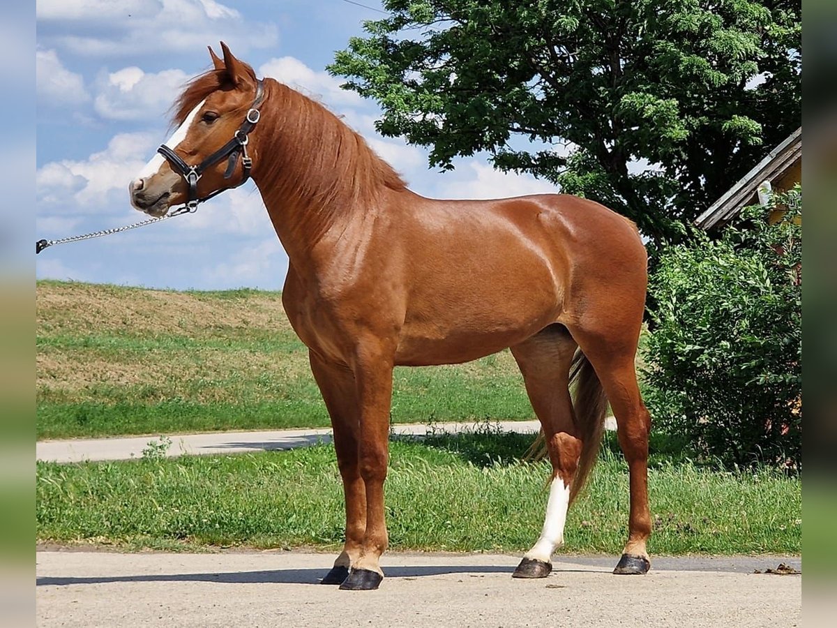 More ponies/small horses Mare 4 years 14,2 hh Chestnut-Red in Deggendorf