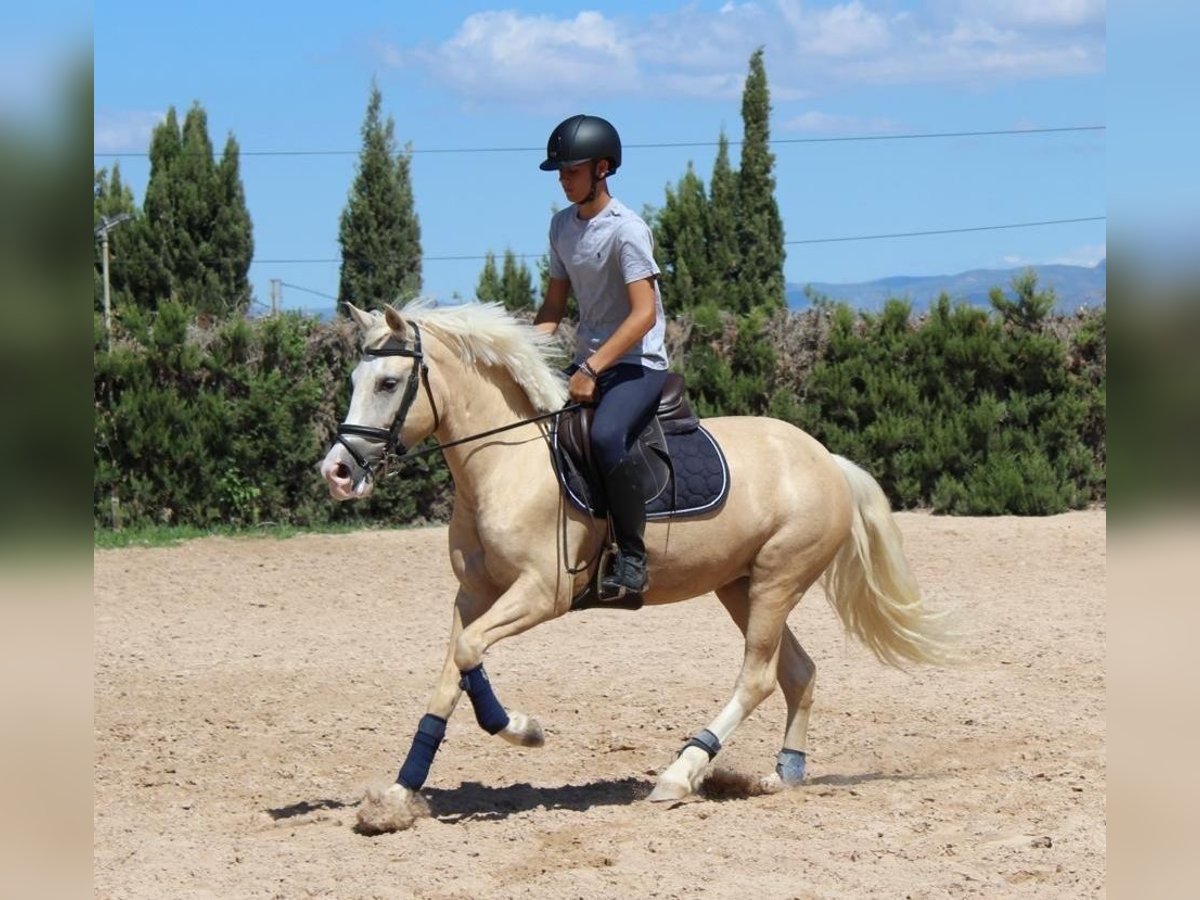 More ponies/small horses Mare 4 years 14,2 hh Palomino in Valencia