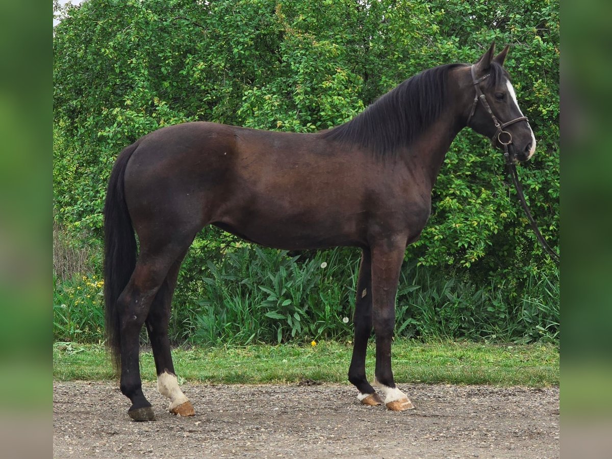 More ponies/small horses Mare 4 years 14 hh Brown in Deggendorf