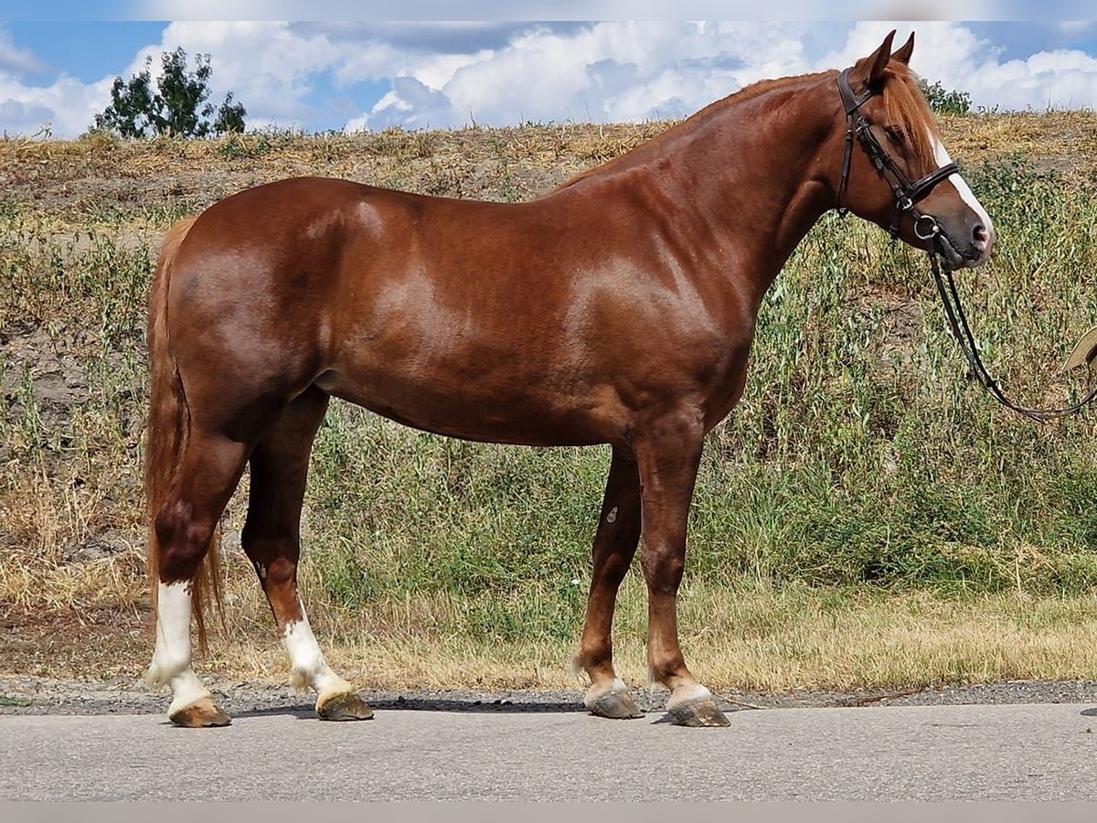 More ponies/small horses Mare 4 years 15,1 hh Chestnut-Red in Deggendorf