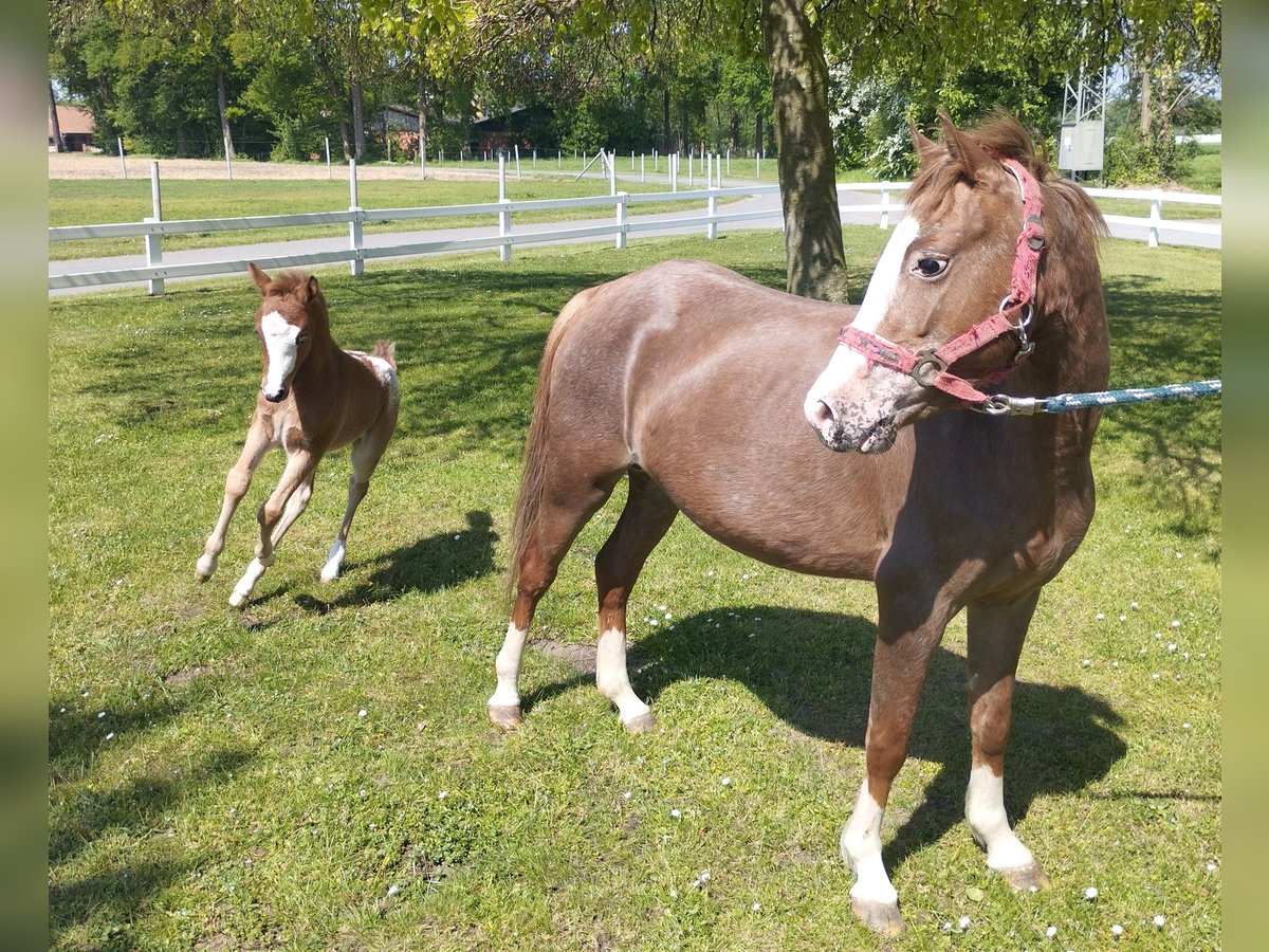 More ponies/small horses Mare 5 years 11,1 hh Chestnut-Red in Bad Laer