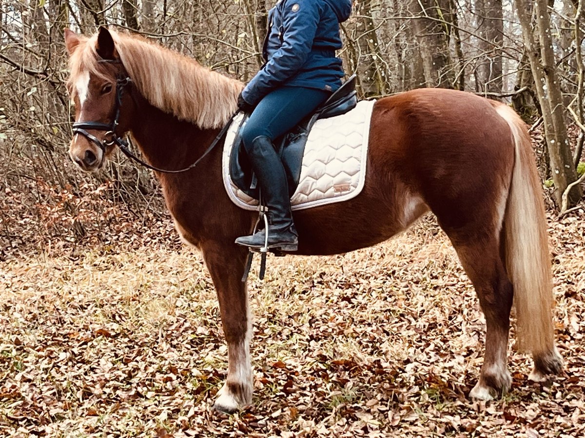 More ponies/small horses Mare 5 years 14,1 hh Brown-Light in Ursensollen