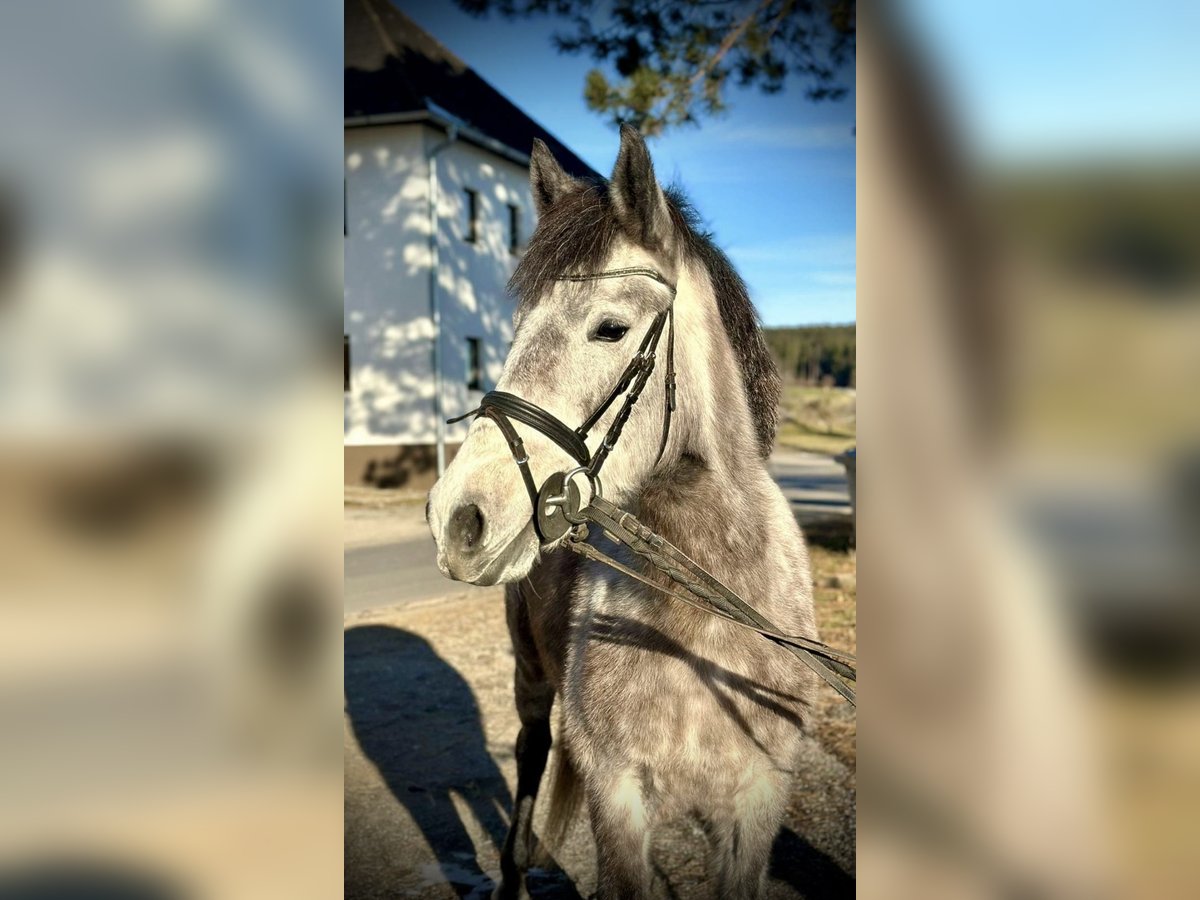 More ponies/small horses Mare 5 years 14,1 hh Gray-Dapple in Pelmberg