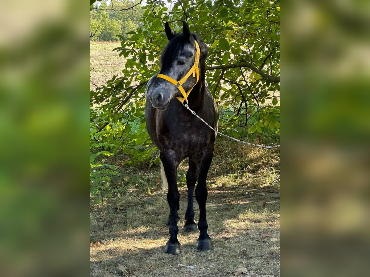 More ponies/small horses Mare 5 years 14,1 hh in Deggendorf