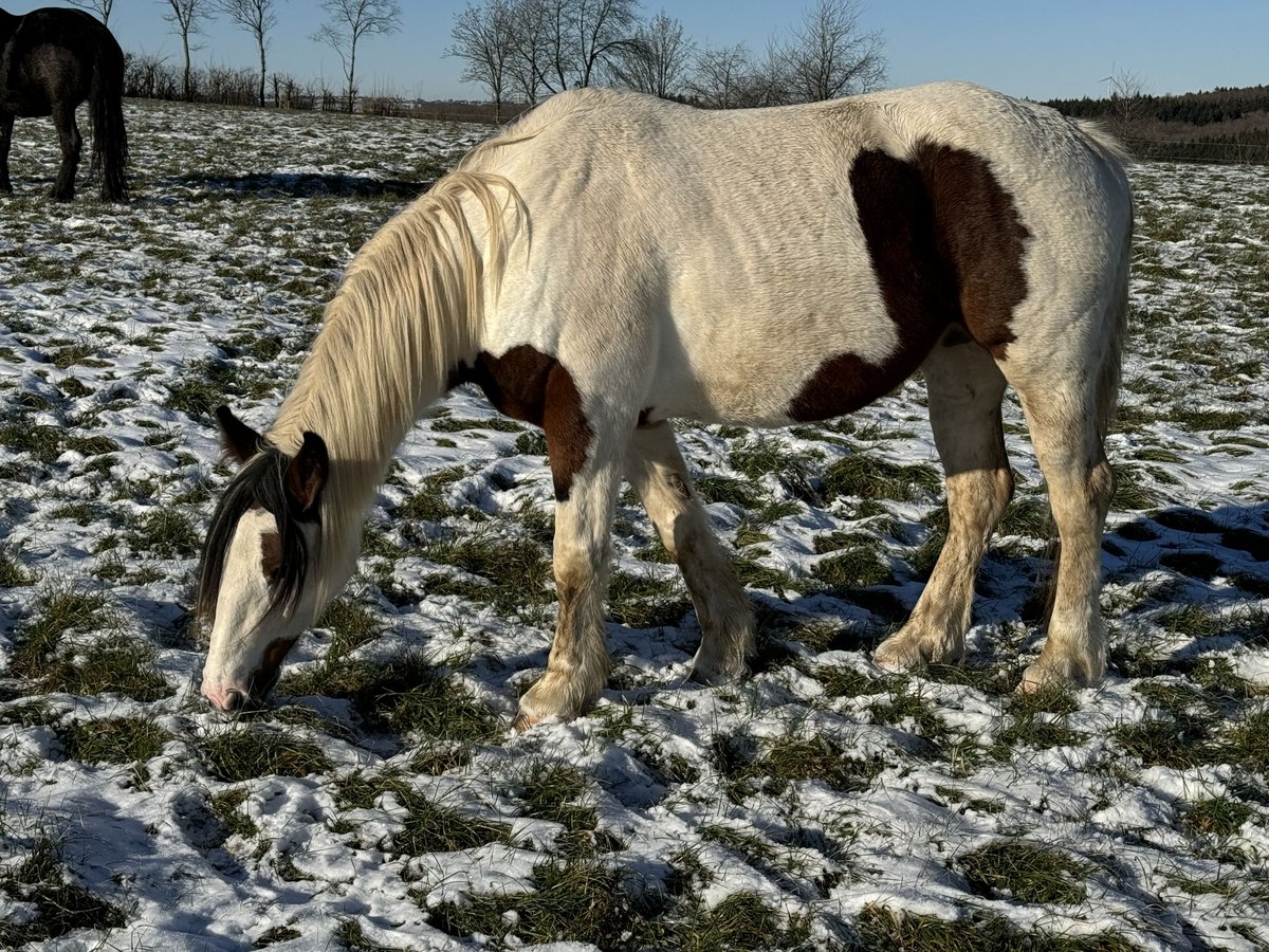 More ponies/small horses Mix Mare 5 years 14,2 hh Pinto in Daleiden