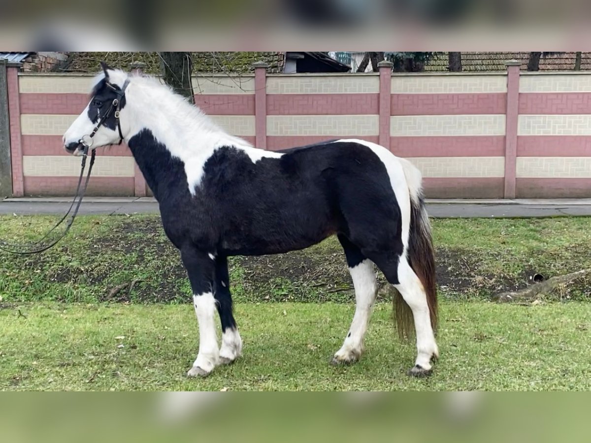 More ponies/small horses Mare 6 years 12,3 hh Pinto in Rechnitz