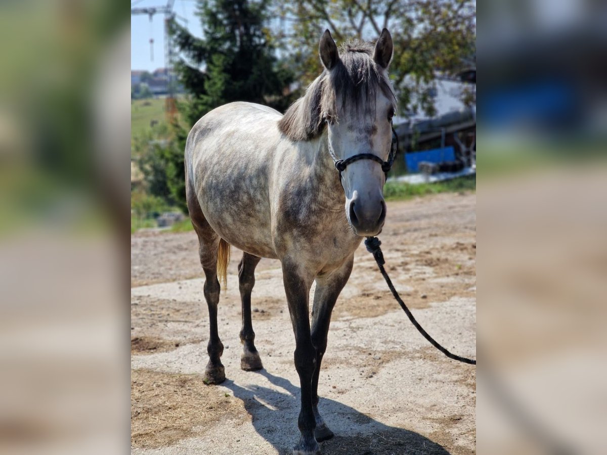 More ponies/small horses Mare 6 years 13,2 hh in Passau