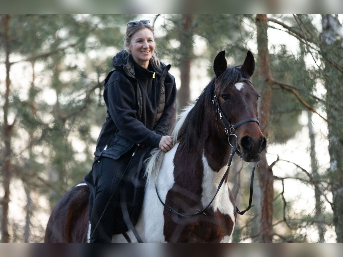 More ponies/small horses Mare 6 years 14,2 hh Pinto in Ribbesbüttel