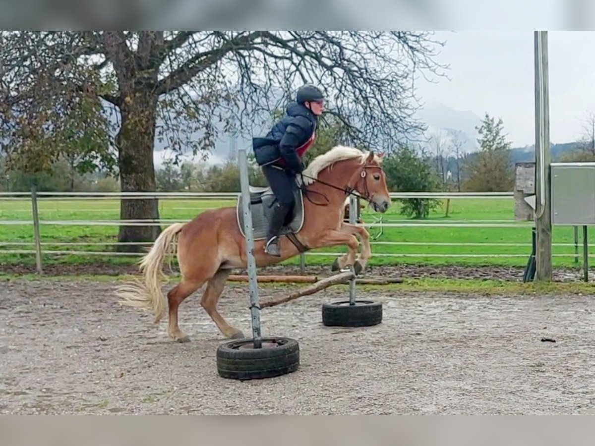 More ponies/small horses Mare 7 years 13,1 hh Chestnut-Red in Kirchbichl