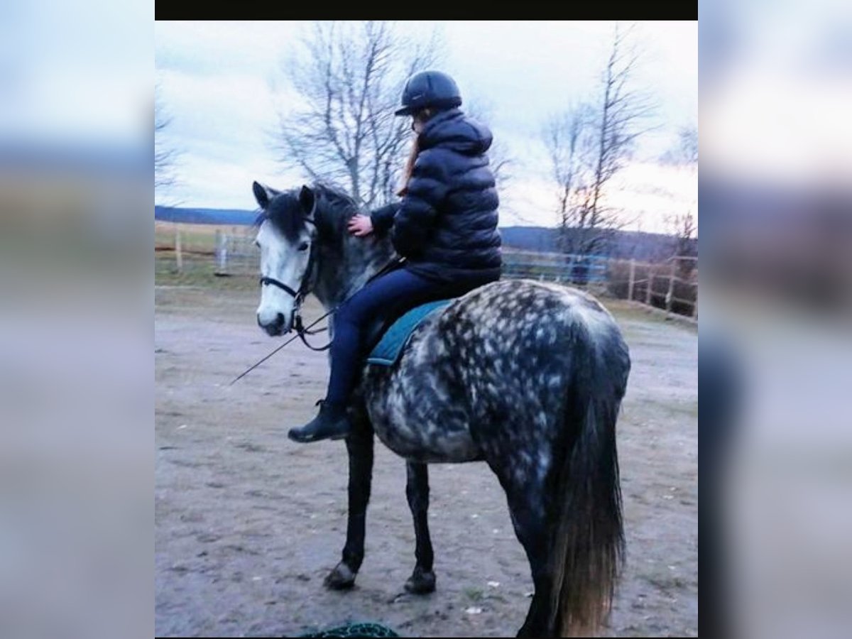 More ponies/small horses Mix Mare 7 years 13,2 hh Gray-Dapple in Scheibenberg