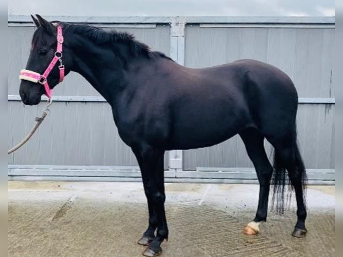 More ponies/small horses Mare 7 years 14,2 hh Black in Gummern