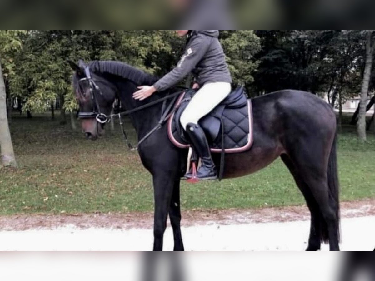 More ponies/small horses Mare 8 years 14,2 hh Bay-Dark in Pelmberg