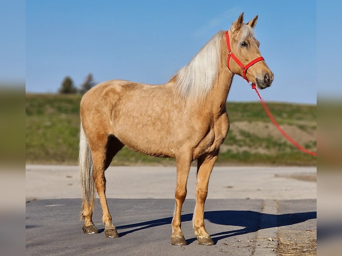 More ponies/small horses Mare 8 years 14,2 hh Palomino in Deggendorf