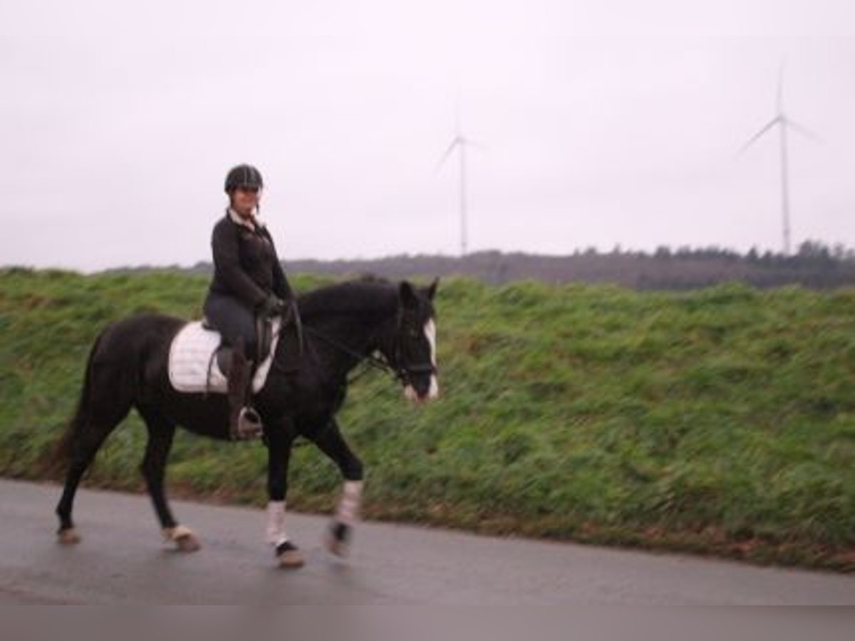 More ponies/small horses Mix Mare 8 years 14,3 hh Black in Löhnberg