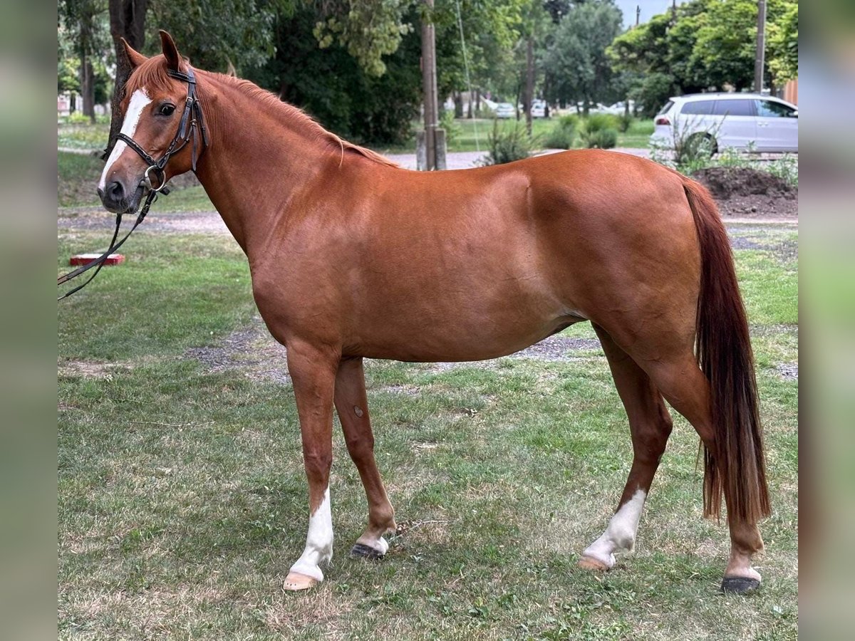 More ponies/small horses Mare 9 years 14,1 hh Chestnut-Red in Deggendorf