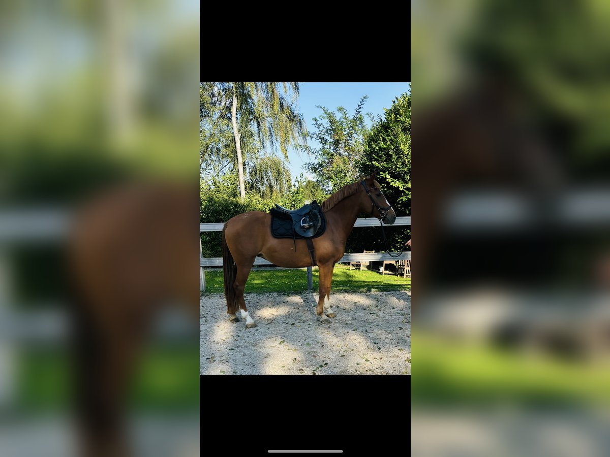 More ponies/small horses Mare 9 years 14,2 hh Chestnut-Red in Borod