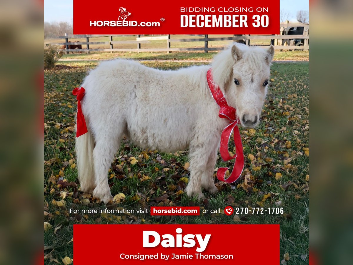 More ponies/small horses Mare  Palomino in Auburn, KY