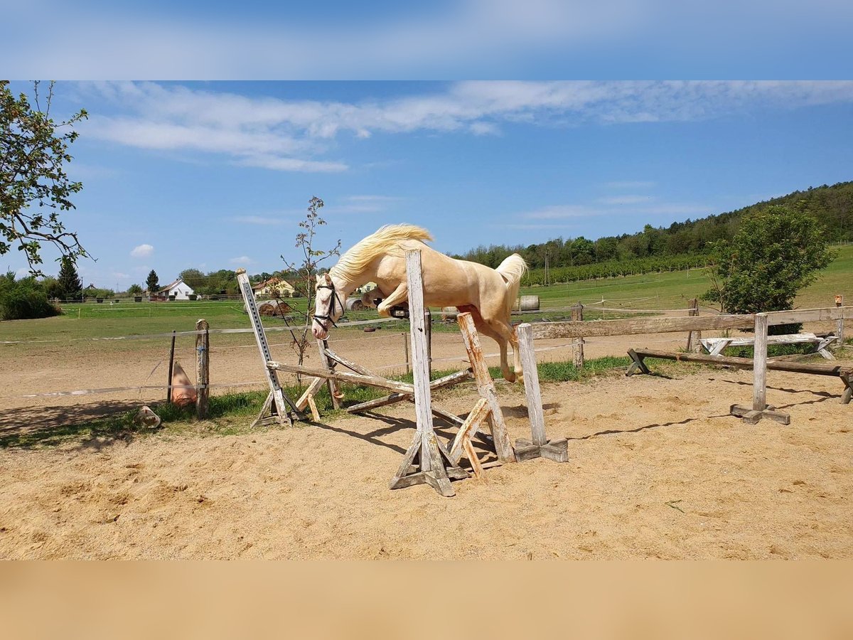 More ponies/small horses Stallion 10 years 14,1 hh Cremello in Visz