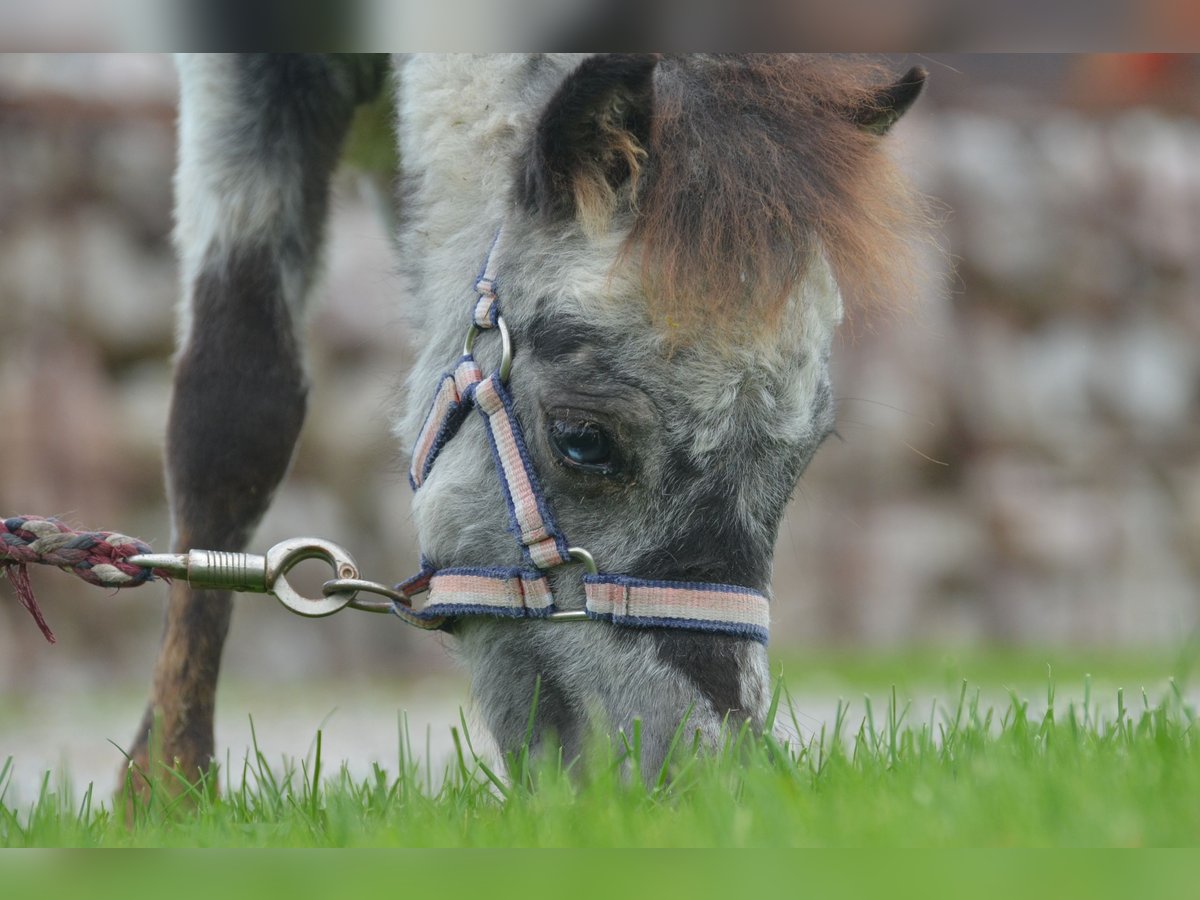 More ponies/small horses Stallion 1 year 8,1 hh Leopard-Piebald in Aitrang