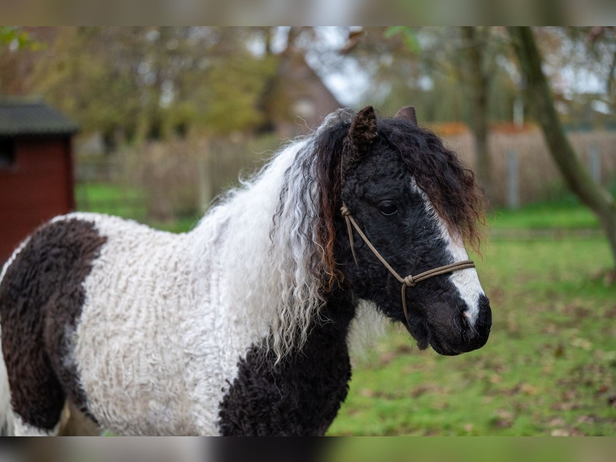 More ponies/small horses Stallion 2 years 10,2 hh Pinto in GROTE-BROGEL