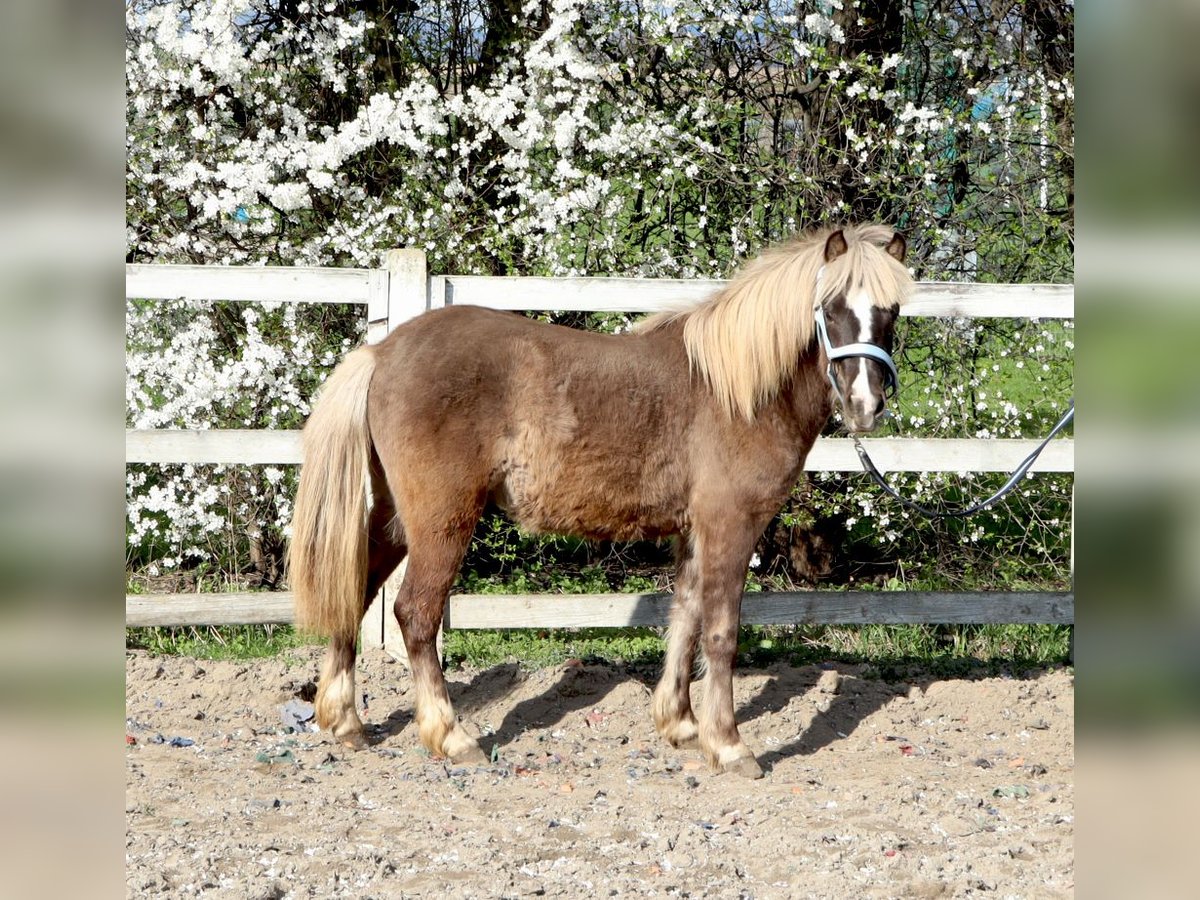 More ponies/small horses Stallion 2 years 11,2 hh Chestnut in Strzelin