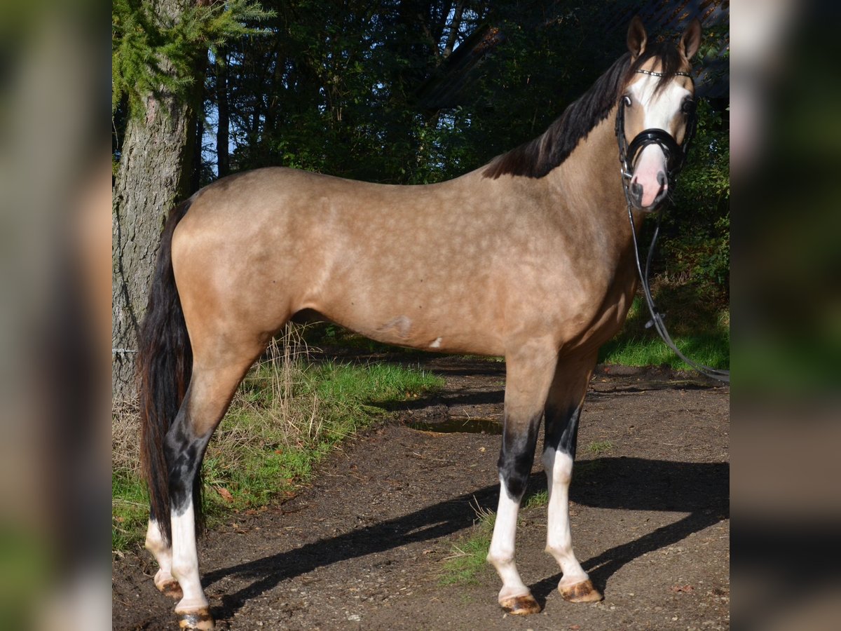 More ponies/small horses Stallion 2 years 14,2 hh Dun in uelsen