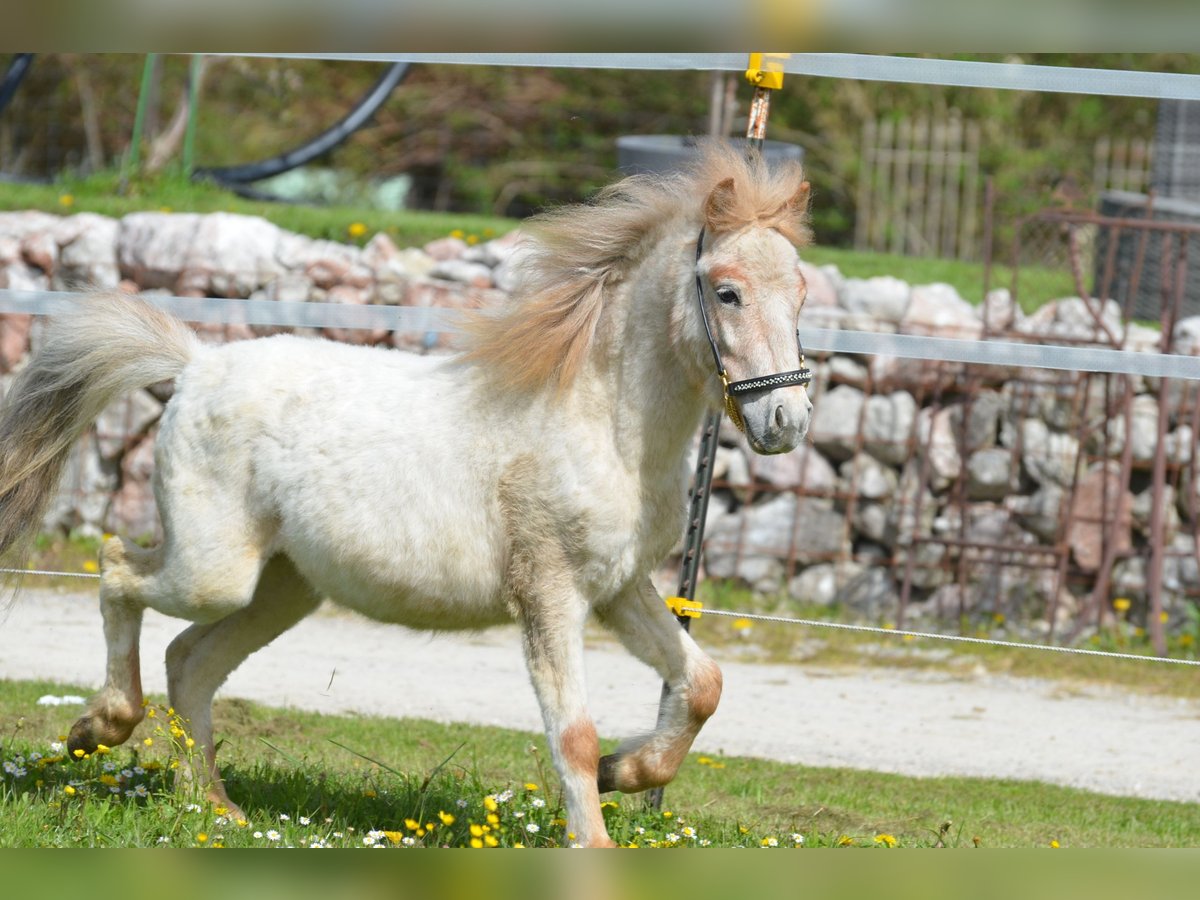 More ponies/small horses Stallion 2 years 9,1 hh Roan-Red in Aitrang