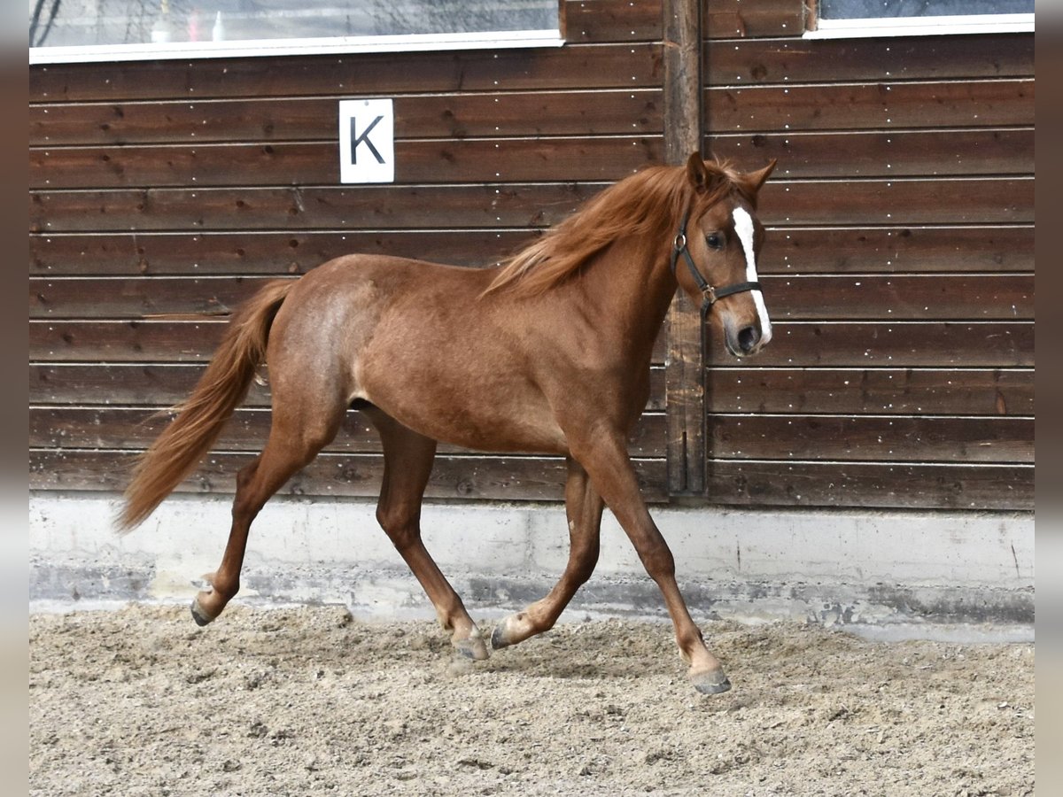More ponies/small horses Stallion 2 years Chestnut-Red in Muri AG