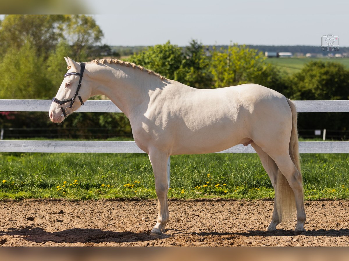 More ponies/small horses Stallion 4 years 14,2 hh Perlino in Stęszew