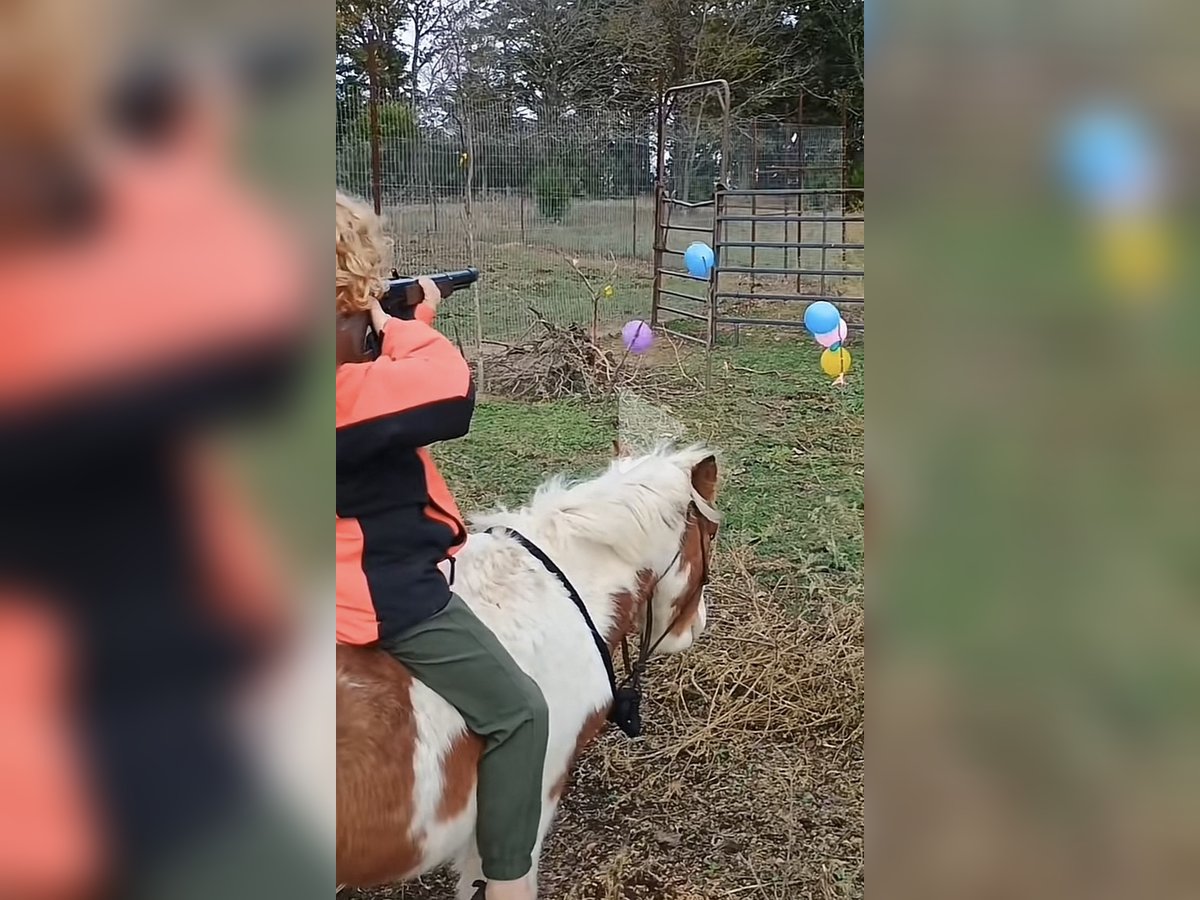 More ponies/small horses Stallion 4 years 8,1 hh Tobiano-all-colors in Mount Vernon Texas