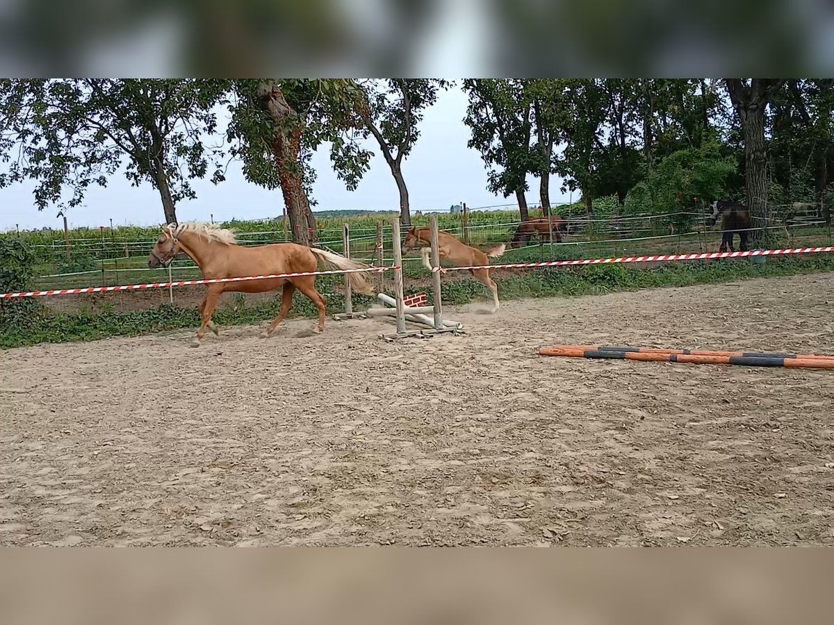 More ponies/small horses Stallion Foal (06/2024) 14,1 hh Chestnut in Piacenza