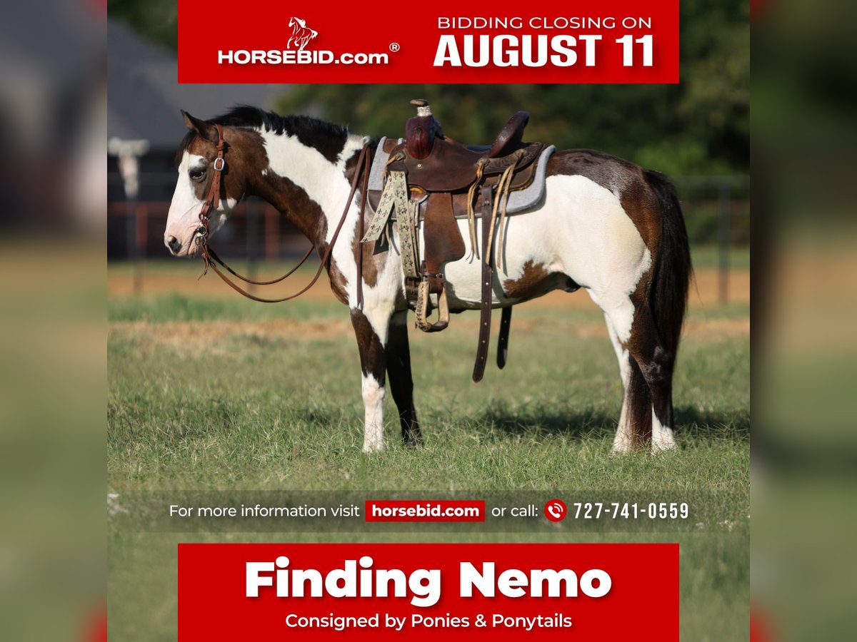 More ponies/small horses Gelding 10 years 11,2 hh Overo-all-colors in Cleburne, TX
