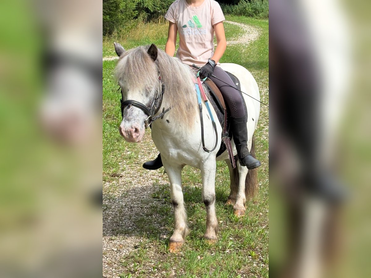 More ponies/small horses Mix Gelding 10 years 11,2 hh Leopard-Piebald in Schn&#xFC;rpflingen