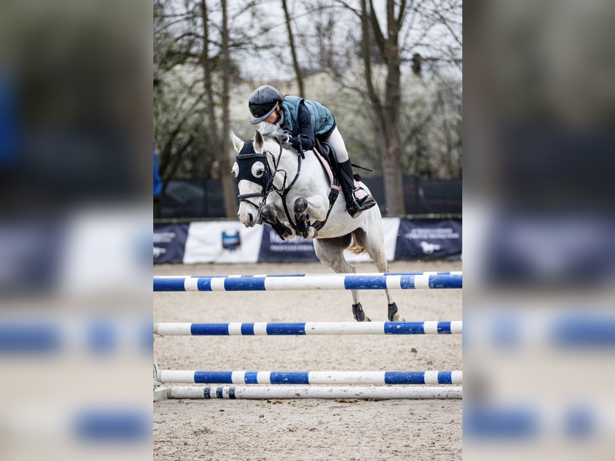 More ponies/small horses Mix Gelding 10 years 13,2 hh Gray in &#x15A;wierklaniec