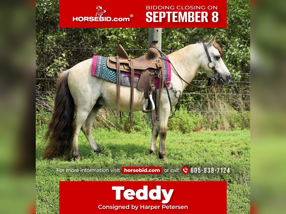 More ponies/small horses Gelding 10 years 8,1 hh Buckskin in Corsica